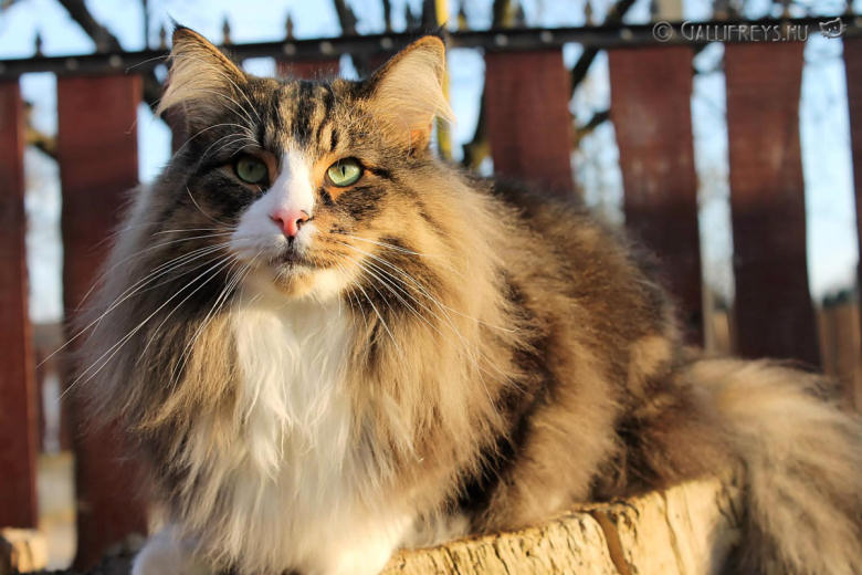 IC HU*Gallifrey's Tarragon Big T Gallifrey's Norwegian Forest Cats